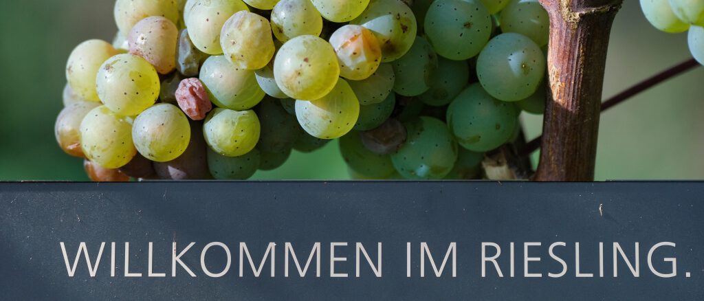 RieslingschleifenIII_7